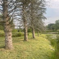 Trophy Fish pond care and mowing ico