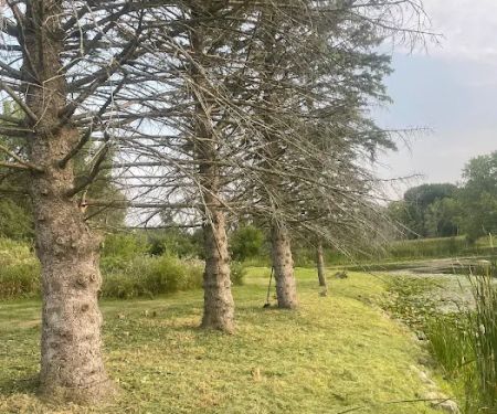 Trophy Fish pond care and mowing