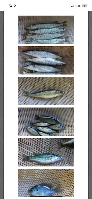 Trophy Fish pond care and mowing Picture 5