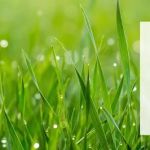 Kingdom Lawn Care LLC