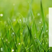 Kingdom Lawn Care LLC ico