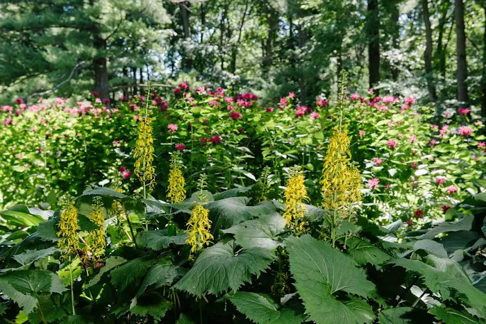 Avant Gardening & Landscaping Picture 10