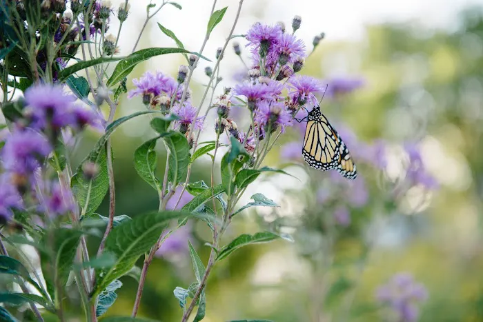 Avant Gardening & Landscaping Picture 5