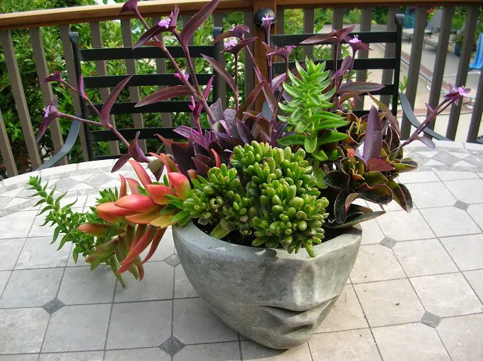 Schönheit Gardens Picture 1