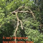 A Cut Above