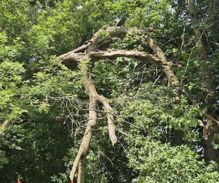 A Cut Above
