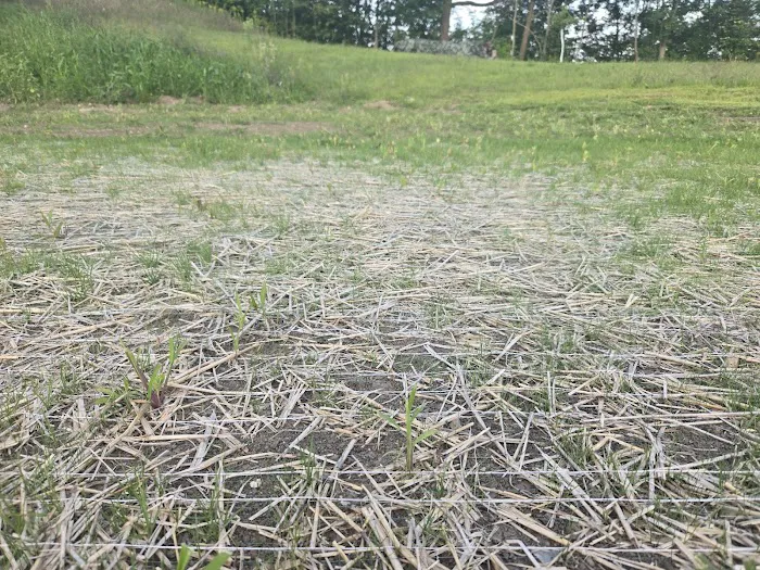 SKB Lawn Care Picture 7
