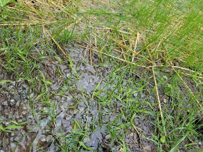 Els Landscaping & Lawn Services LLC Picture 1