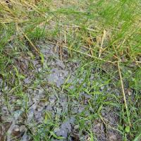 Els Landscaping & Lawn Services LLC ico
