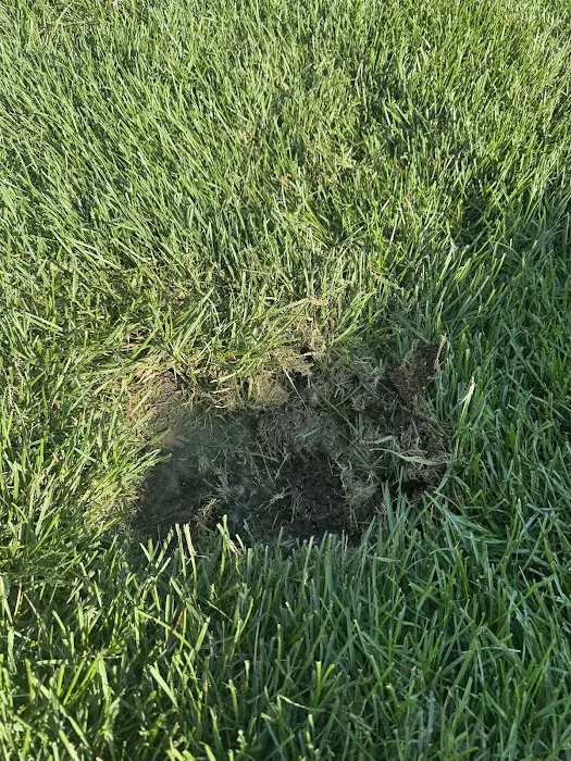Hittle Landscaping, Inc Picture 2
