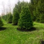 Greenland Landscape & Tree Service