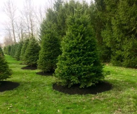Greenland Landscape & Tree Service