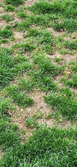 Cahill's Lawn & Landscape Picture 1