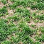 Cahill's Lawn & Landscape