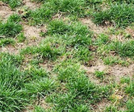 Cahill's Lawn & Landscape