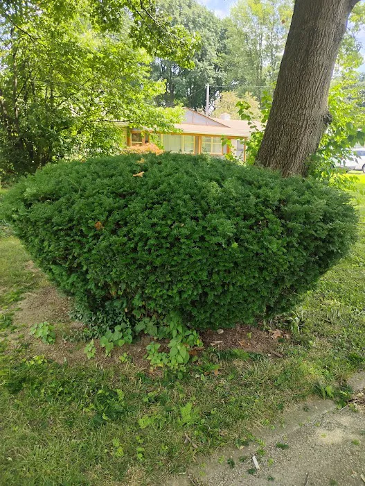 Rooted Lawn & Landscape Picture 2