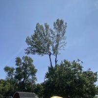 Andy's Tree & Landscape ico