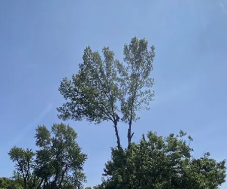 Andy's Tree & Landscape