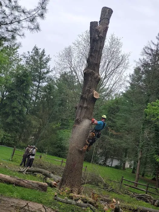 Andy's Tree & Landscape Picture 8