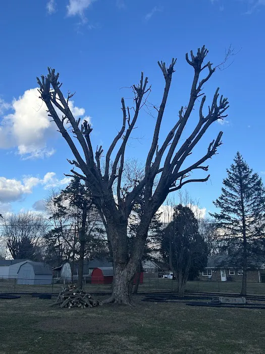 Andy's Tree & Landscape Picture 9