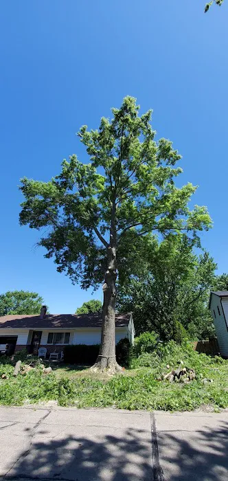 Andy's Tree & Landscape Picture 7