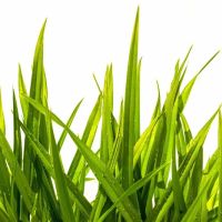 Gillum Lawn Care ico