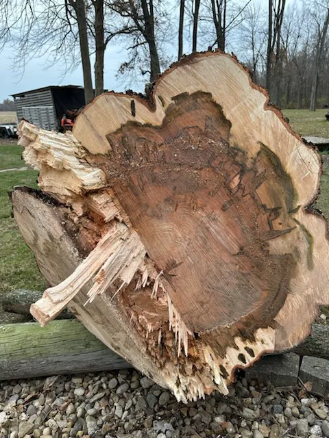 Lone Tree, LLC Picture 9