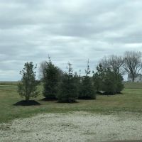Landscapes by Dallas Foster Inc. ico