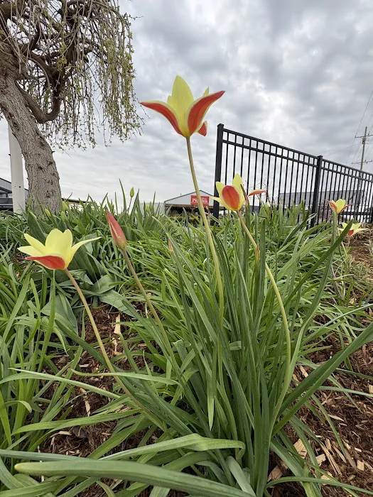 Premier Landscape & Design Picture 1