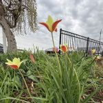 Premier Landscape & Design