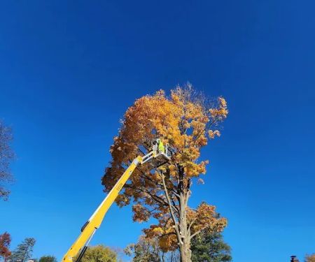 Michiana Tree Service