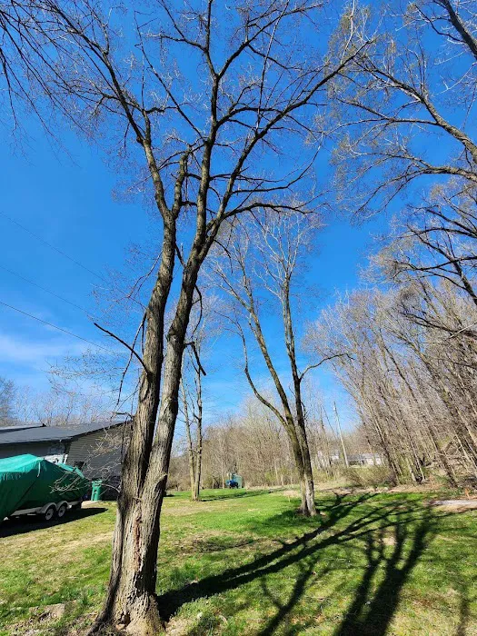 Michiana Tree Service Picture 5