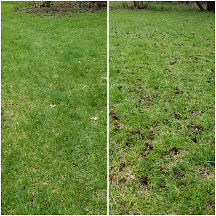Green Thumb Lawns Picture 2