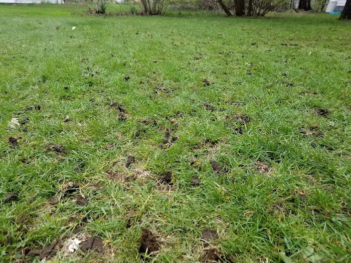 Green Thumb Lawns Picture 6