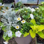 Schaller Greenhouse and Landscape