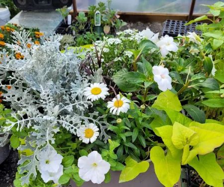 Schaller Greenhouse and Landscape