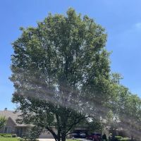 Signature Lawn & TreeMasters ico