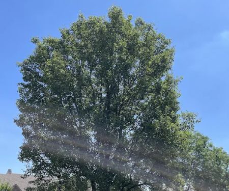 Signature Lawn & TreeMasters