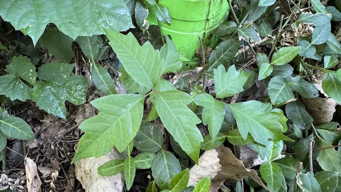 SuperGreen Picture 6