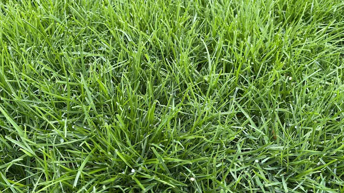 SuperGreen Picture 3