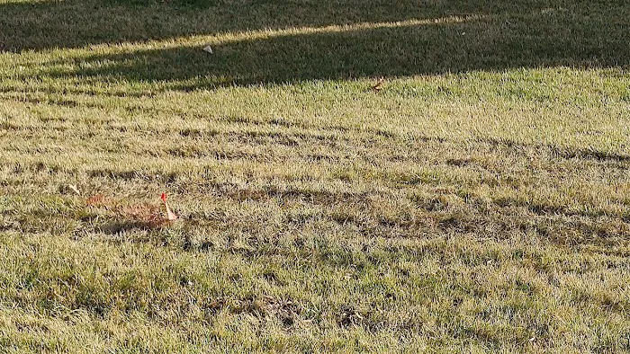 Wheatcraft Tree And Lawn Picture 1