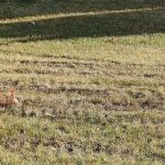 Wheatcraft Tree And Lawn