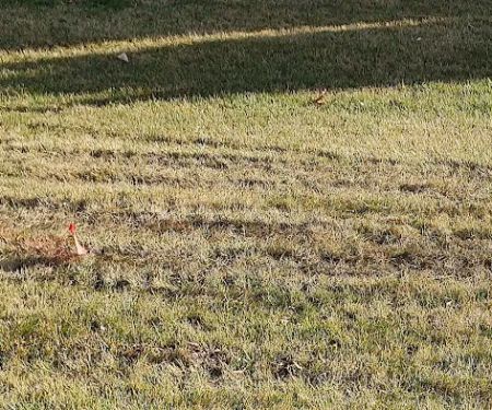 Wheatcraft Tree And Lawn