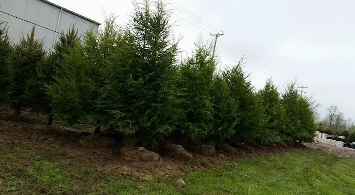 Rangel Professional Landscaping & Nursery Corp. Picture 8