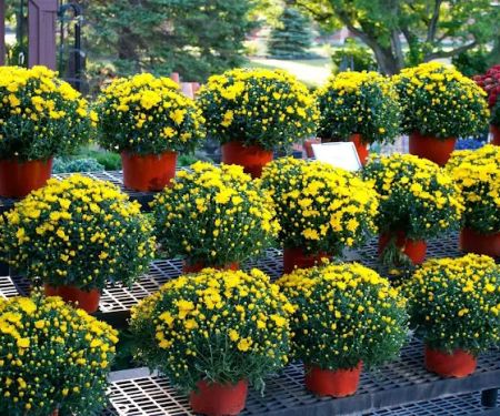 Sundown Gardens