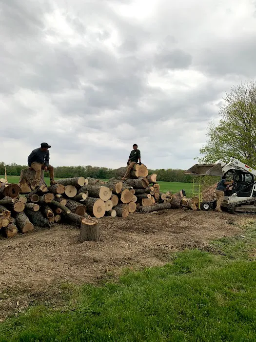 Anthony’s Tree Service & Landscape Picture 8