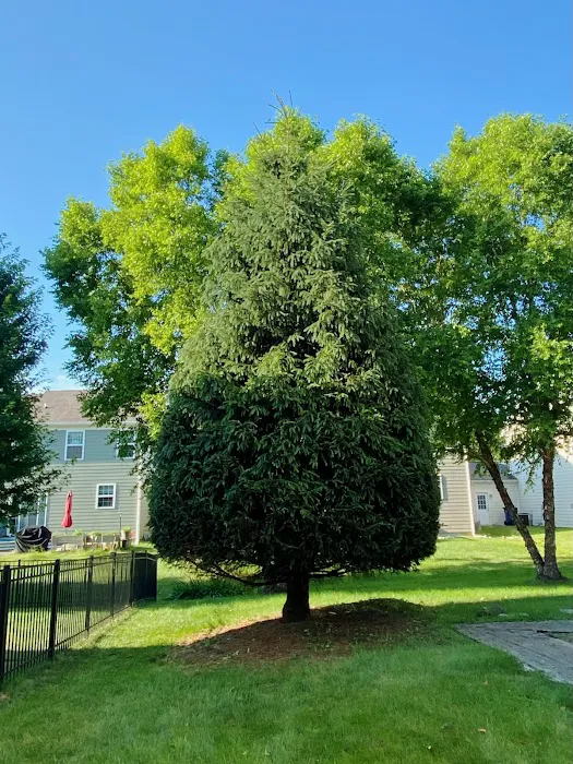 Anthony’s Tree Service & Landscape Picture 3