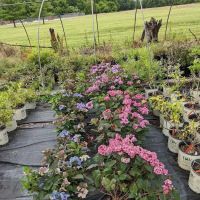 Elsner's Midwest Ornamental Nursery ico