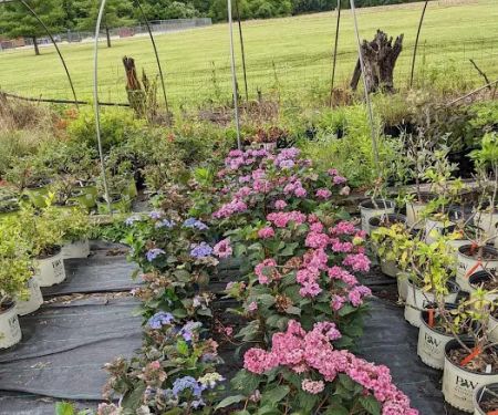 Elsner's Midwest Ornamental Nursery
