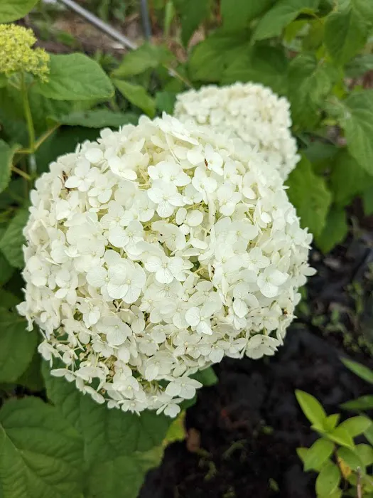 Elsner's Midwest Ornamental Nursery Picture 2
